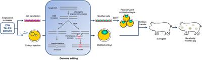 Genome Editing of Pigs for Agriculture and Biomedicine